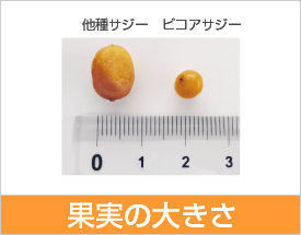 �T�W�[�ʎ��̑傫����r