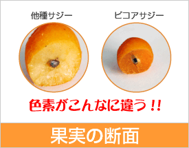 サジー果実の断面