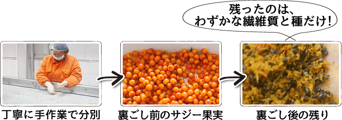 裏ごししたサジー(シーバックソーン)の残りかすはごくわずかな繊維質と種のみが残っています。